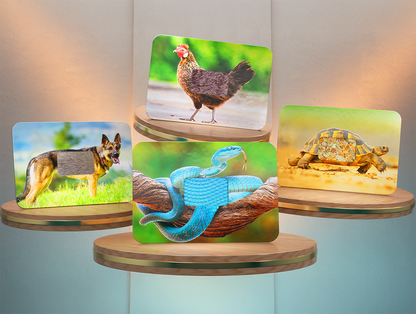 Touchimals Tactile Cards